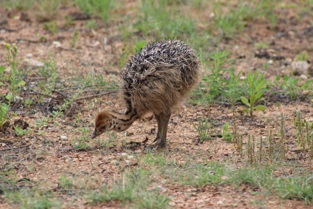 Auas Safari Lodge Windhoek Eksteriør billede