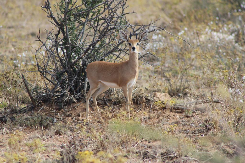 Auas Safari Lodge Windhoek Eksteriør billede