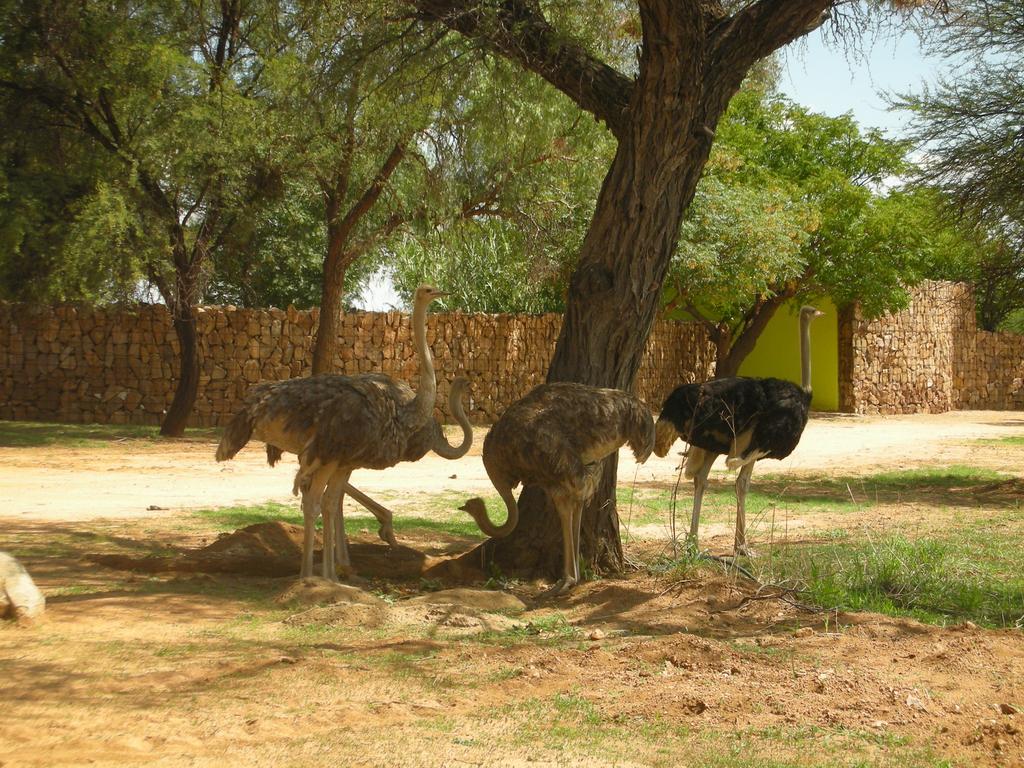 Auas Safari Lodge Windhoek Eksteriør billede